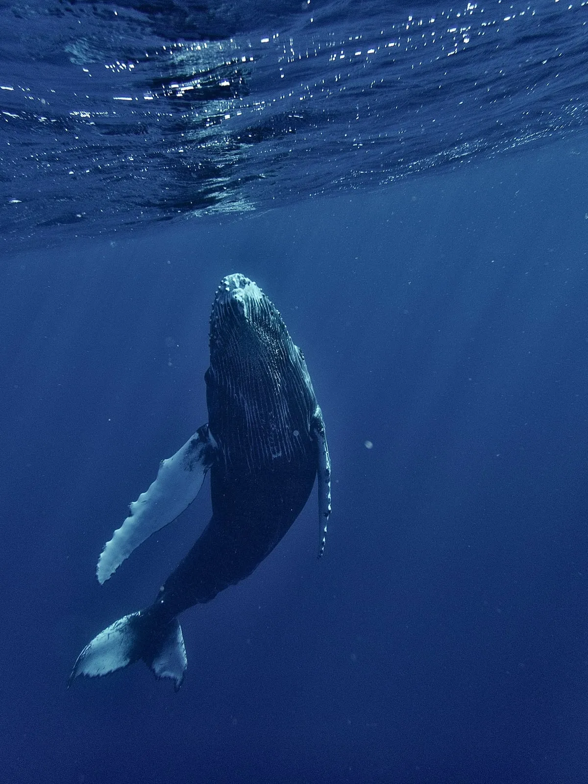 Foto de ballena para galeria