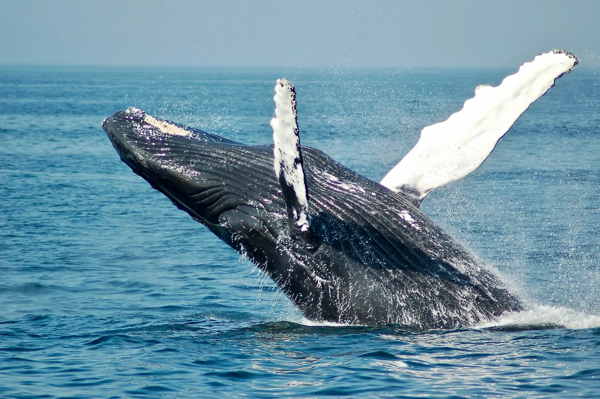 Avistamiento de ballenas en La Ventana