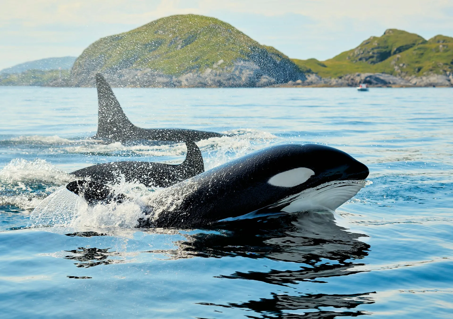 Orcas en el Mar de Cortes cerca de La Ventana