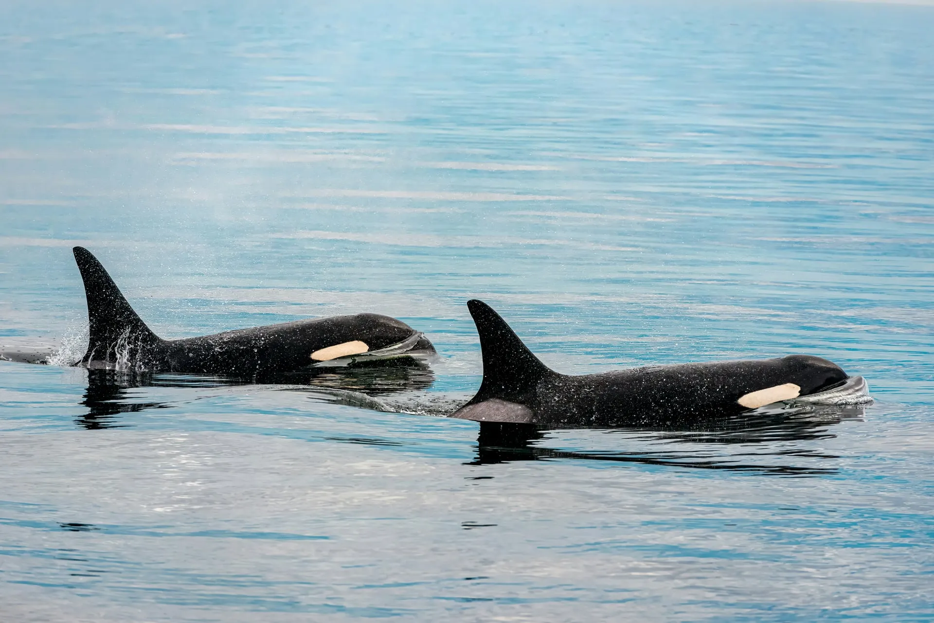 Buceo con orcas en La Ventana